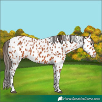 Horse Color:Bay Leopard 