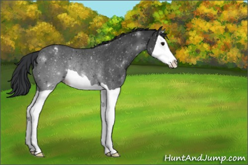 Horse Color:Black Splash Appaloosa Rabicano 