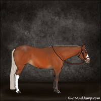 Horse Color:Silver Bay 