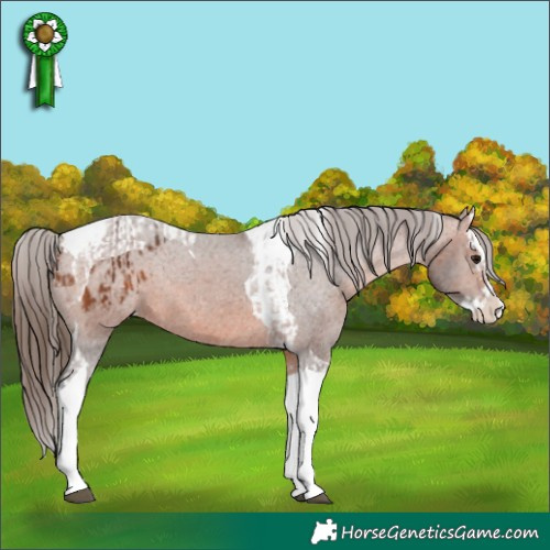 Horse Color:Bay Splash Tobiano Appaloosa and Bay Splash Tobiano Appaloosa
