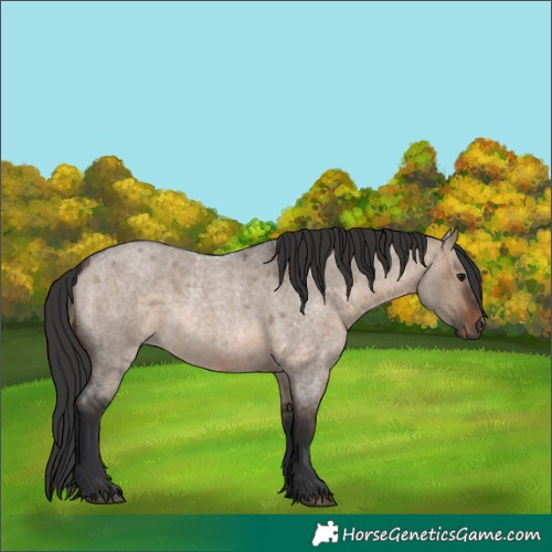 Horse Color:Brown Roan Dun  and Brown Roan Dun 