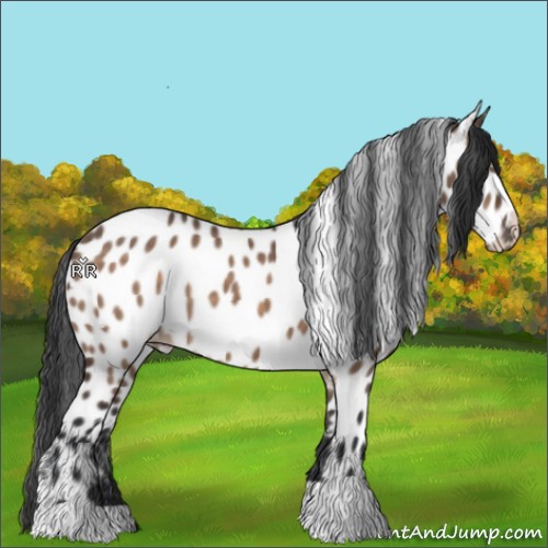 Horse Color:Brown Dun Appaloosa 