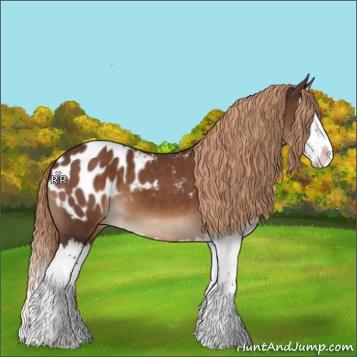 Horse Color:Liver Chestnut Sabino Splash Appaloosa 