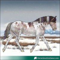 Horse Color:Plaid  White Spotted Liver Chestnut Ice Tobiano 