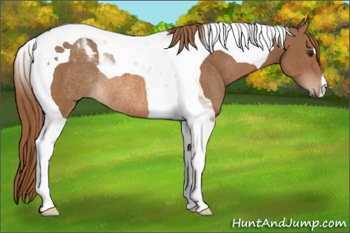 Horse Color:Chestnut Tobiano Rabicano