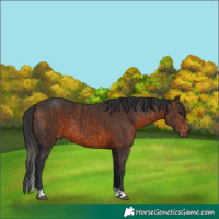 Horse Color:Bay Appaloosa  and Brown Tobiano 