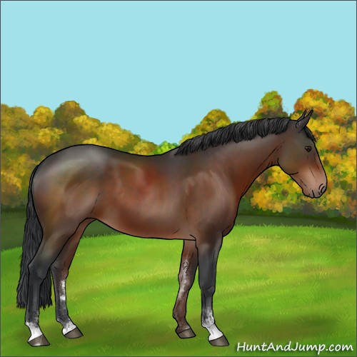 Horse Color:Brown Sabino