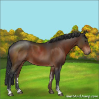 Horse Color:Brown Sabino 