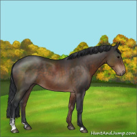 Horse Color:Brown Sabino
