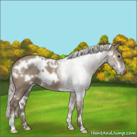 Horse Color:White Spotted Chocolate Silver Smoky Grullo Sabino 