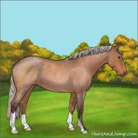 Horse Color:Silver Brown Roan 