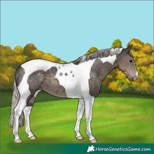 Horse Color:Silver Smoky Black Tobiano 