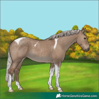 Horse Color:Silver Grullo Tobiano