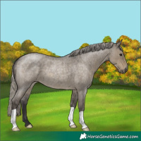 Horse Color:Silver Smoky Grullo Roan 