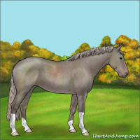 Horse Color:Silver Grullo Roan 