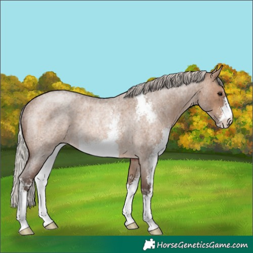 Horse Color:Silver Brown Roan Dun Sabino Rabicano 