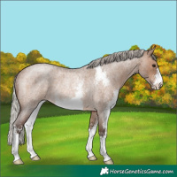 Horse Color:Silver Brown Roan Dun Sabino Rabicano 