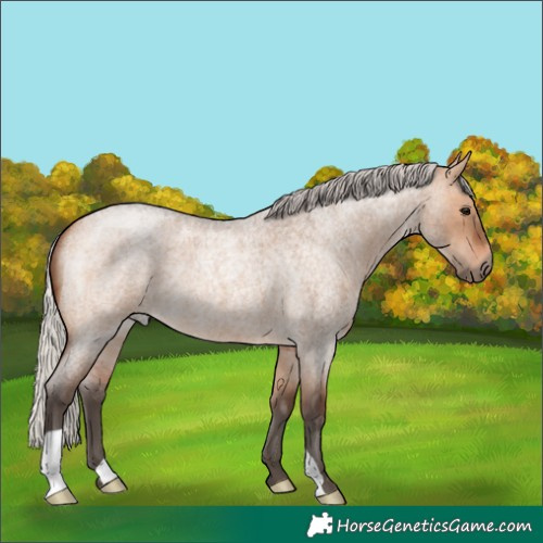 Horse Color:Silver Brown Roan Dun 