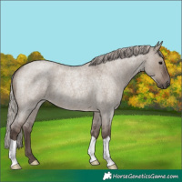 Horse Color:Silver Grullo Roan 