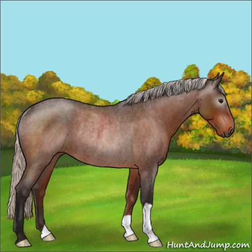 Horse Color:Gray Silver Bay Roan Rabicano 