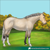 Horse Color:Silver Buckskin Roan Dun 