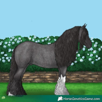 Horse Color:Smoky Blue Roan Tobiano 