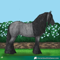 Horse Color:Blue Roan 