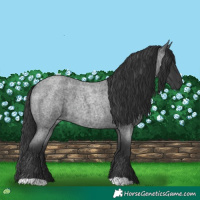 Horse Color:Blue Roan 