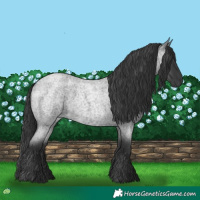 Horse Color:Blue Roan 