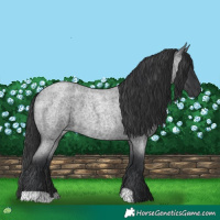 Horse Color:Blue Roan 