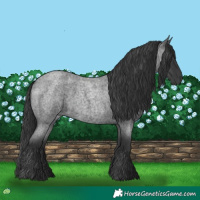 Horse Color:Blue Roan