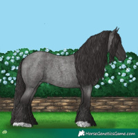 Horse Color:Smoky Blue Roan 