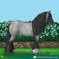 Horse Color:Blue Roan 
