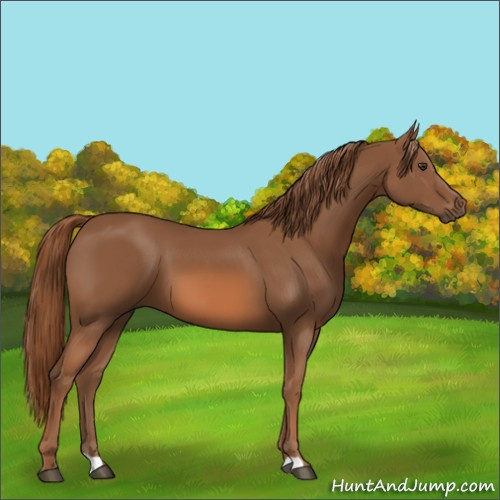 Horse Color:Chestnut 