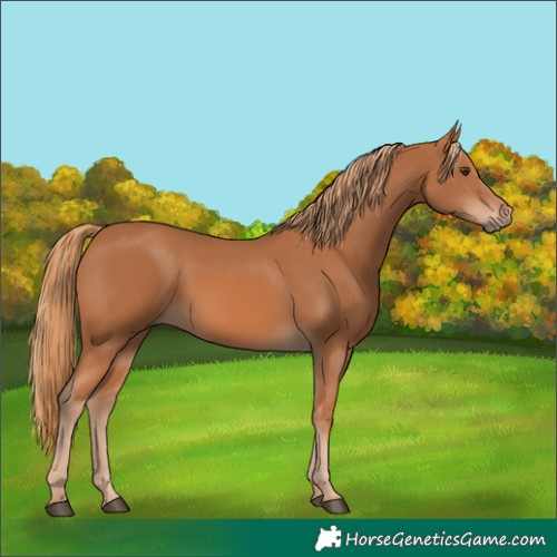 Horse Color:Chestnut 
