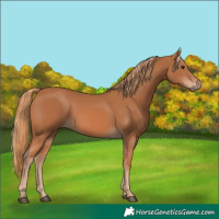 Horse Color:Chestnut 