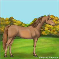 Horse Color:Chestnut 