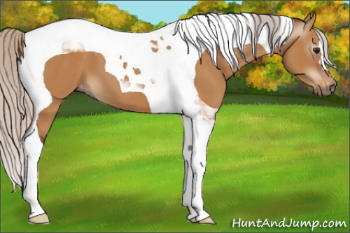 Horse Color:Gray Silver Bay Dun Tobiano Appaloosa 