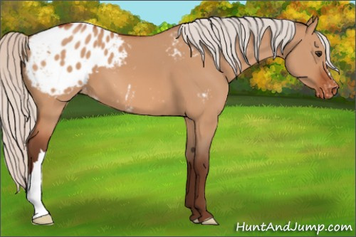 Horse Color:Silver Brown Dun Appaloosa 