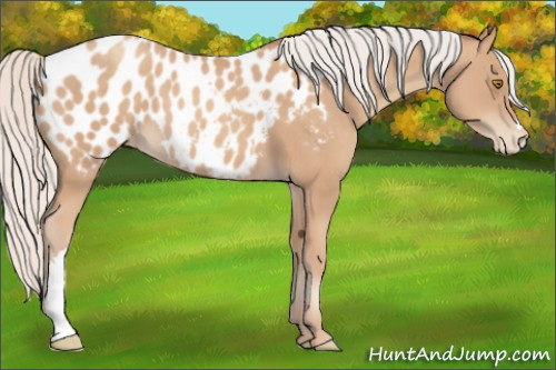 Horse Color:Silver Classic Champagne Appaloosa 