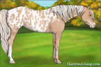 Horse Color:Silver Classic Champagne Appaloosa 