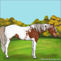 Horse Color:Gray Silver Bay Tobiano Appaloosa 