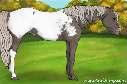 Horse Color:Silver Black Appaloosa 