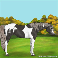 Horse Color:Gray Silver Black Tobiano Appaloosa