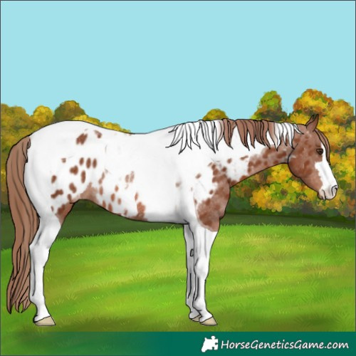 Horse Color:Chestnut Tobiano Appaloosa Rabicano 