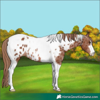 Horse Color:Chestnut Tobiano Appaloosa Rabicano 
