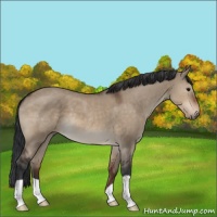 Horse Color:Brown Dun 