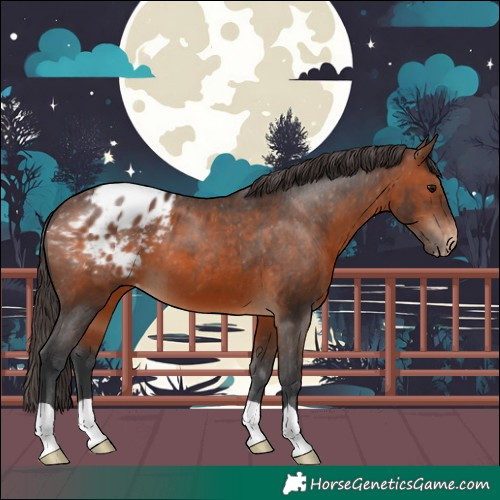 Horse Color:Brown Appaloosa 