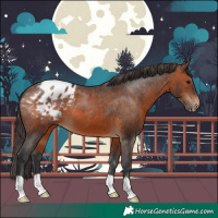Horse Color:Brown Appaloosa 