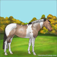 Horse Color:Brown Dun Tobiano Rabicano 